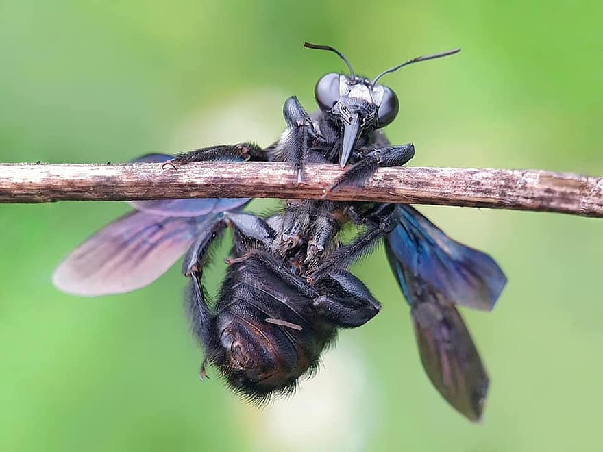 Black Soldier Fly, Insect, Nature
