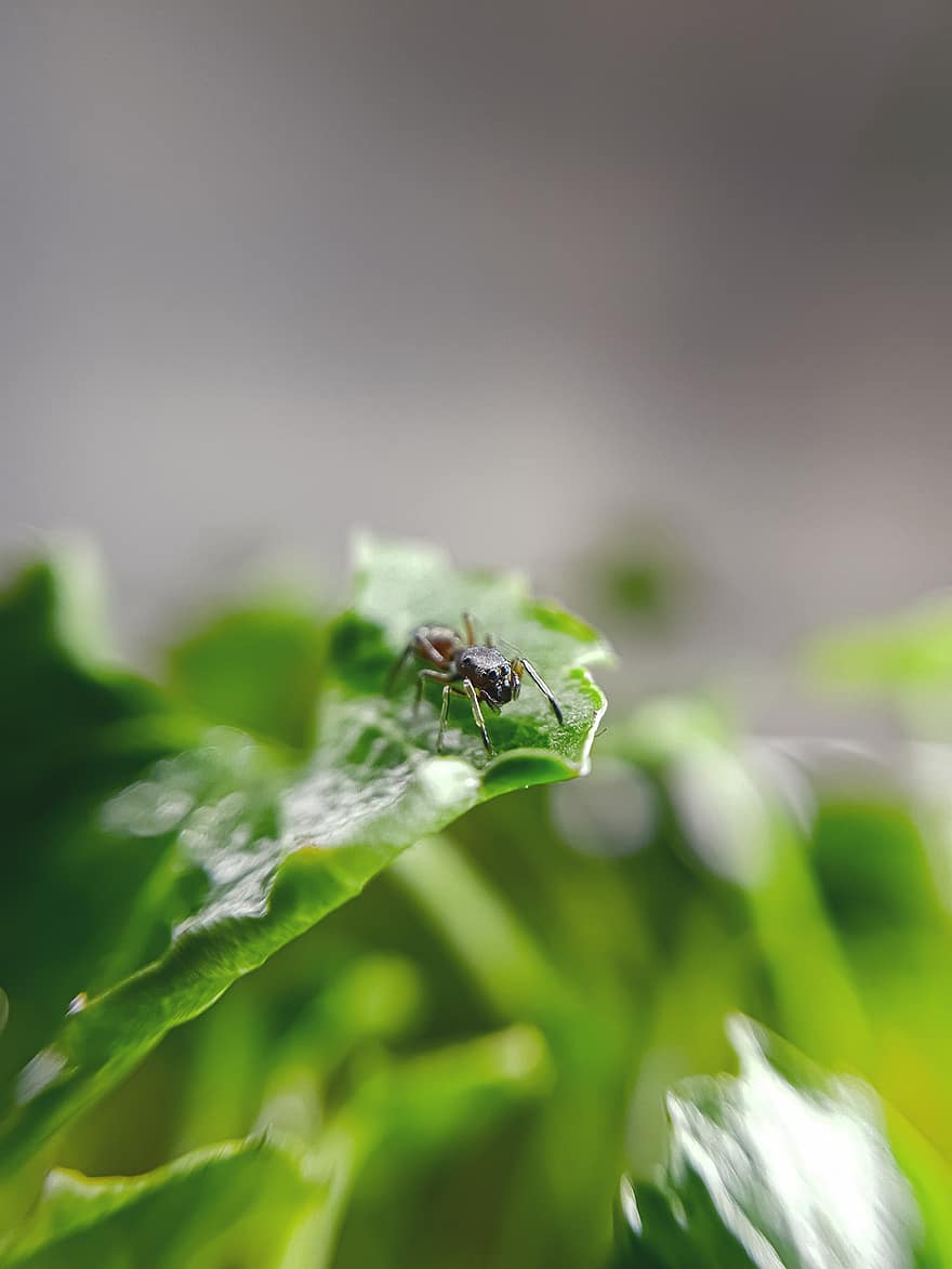 павук, мурашка, комаха, зелень, макрос, трави