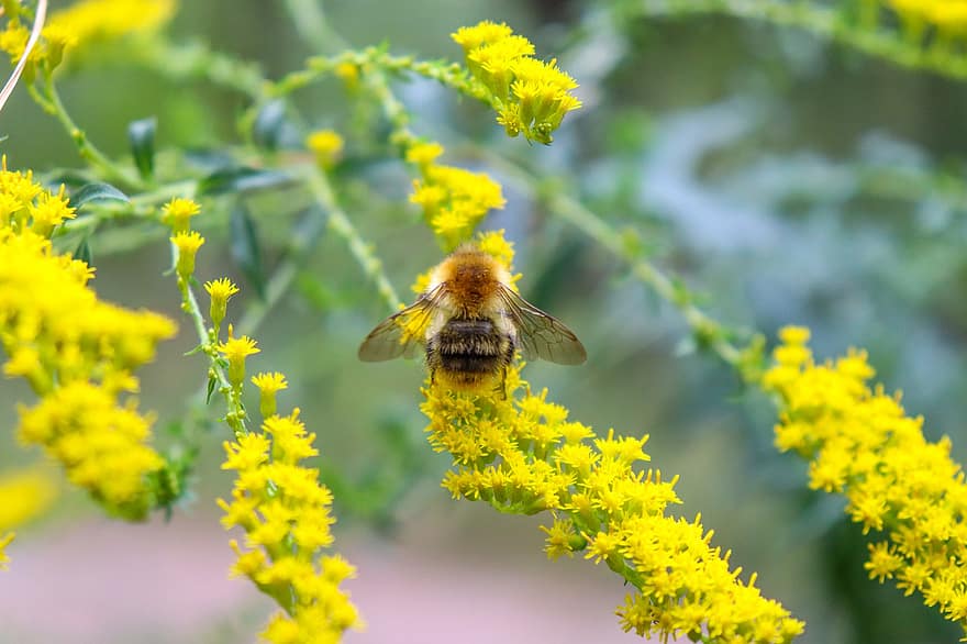μέλισσα, έντομο, φυτό, γονιμοποίηση, goldenrod, άνθος, ανθίζω