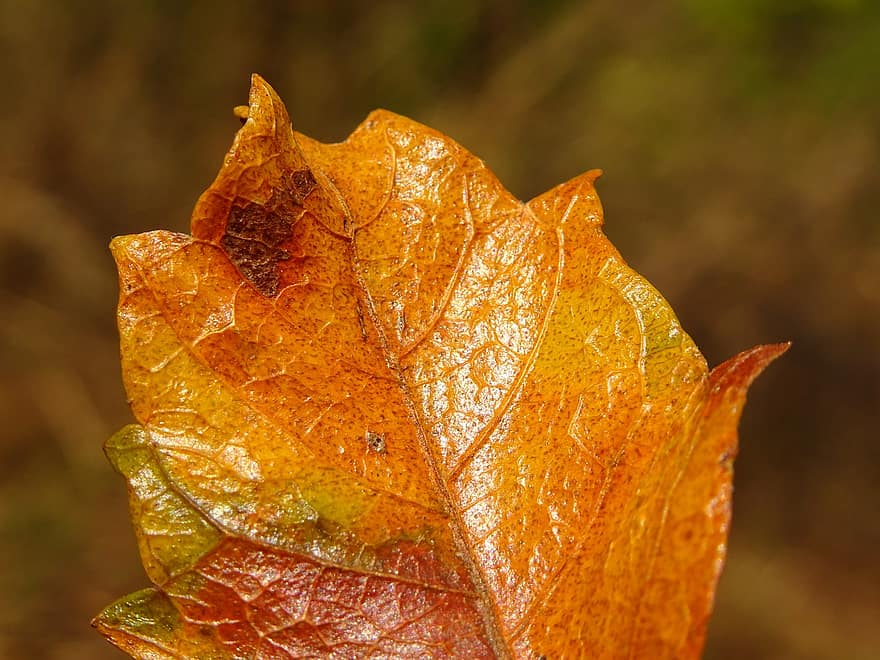 rudenī, lapas, zaļumi, rudens lapas, rudens zaļumi, rudens krāsas, rudens sezona, krīt lapas, apelsīnu lapas, raksturs, dzeltens