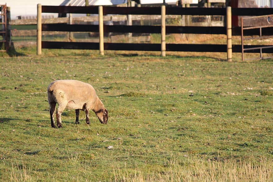 羊、子羊、動物、牧草地、フィールド、ファーム、ウール、農村