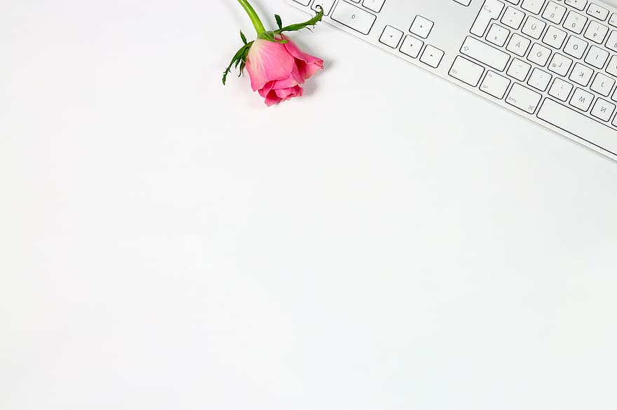 कीबोर्ड, गुलाब का फूल, डेस्क, फूल, पृष्ठभूमि, अतिसूक्ष्मवाद, कॉपी स्पेस, पौधा, क्लोज़ अप, टेबल, लीफ