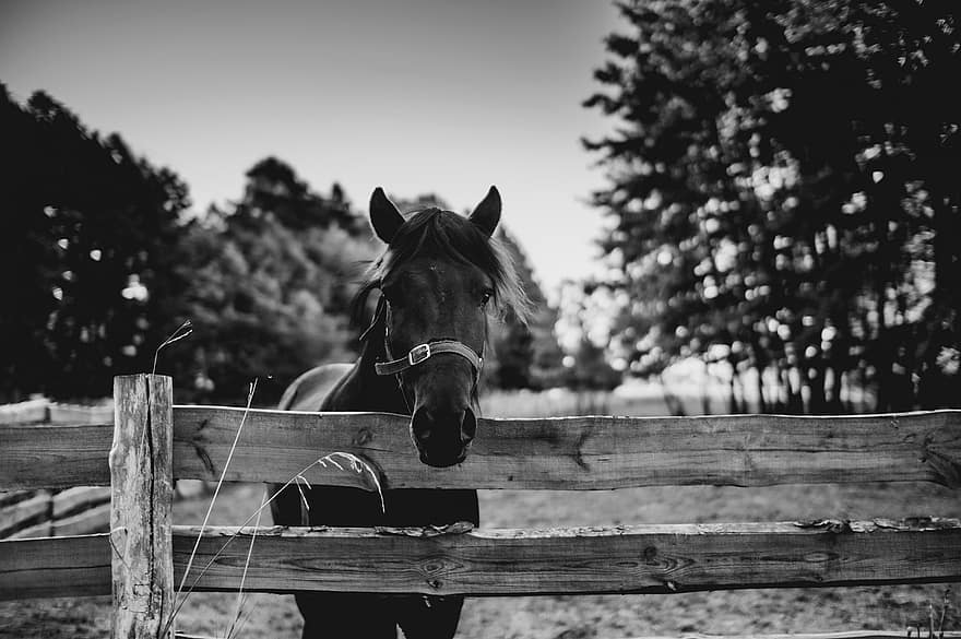 Horse, Fence, Farm, Pasture, Black, White, Animal, Nature, rural scene, stallion, ranch