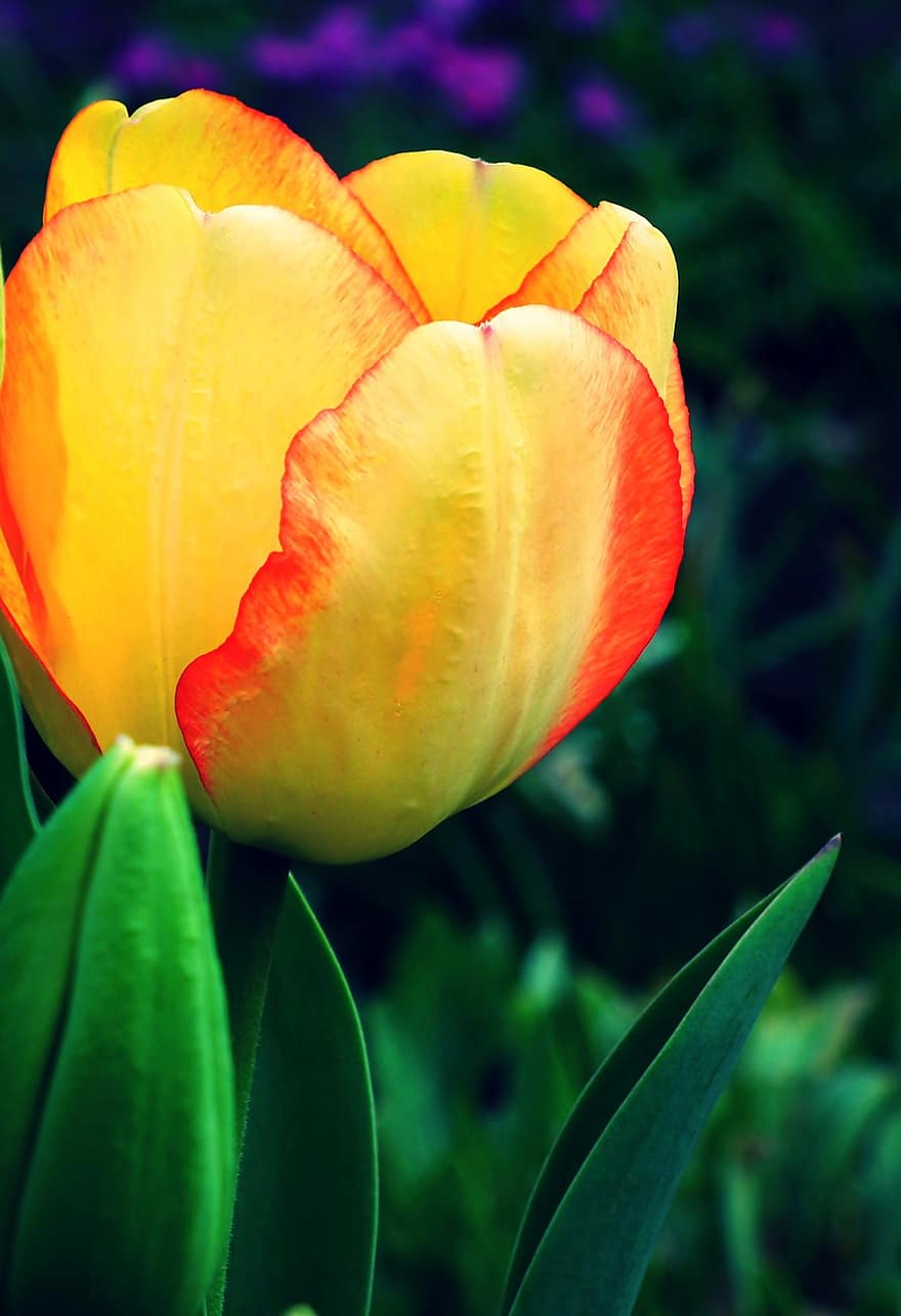 tulipán, flor, planta, pétalos, floración, primavera, jardín, naturaleza, belleza