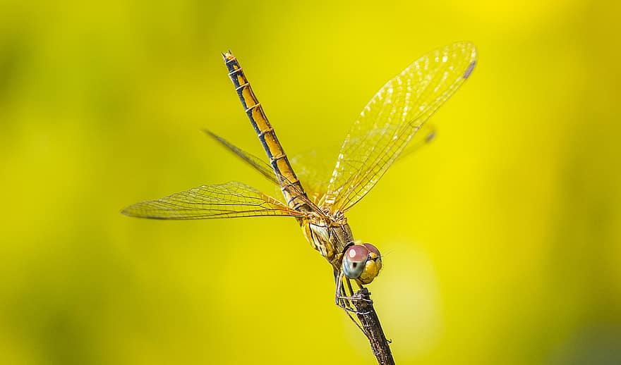 inseto, libélula, entomologia, asas, espécies, macro, fechar-se, cor verde, verão, amarelo, asa animal
