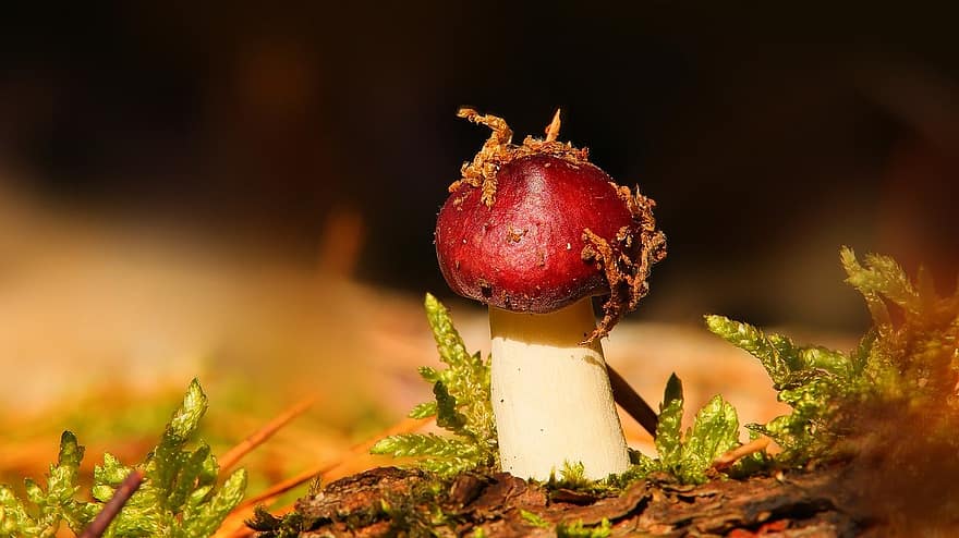 houba, rostlina, muchomůrka, detail, podzim, jídlo, les, sezóna, svěžest, list, makro