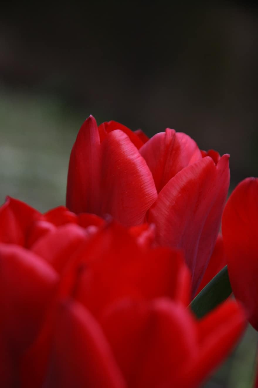 tulipes, flors vermelles, flor, jardí, naturalesa, tulipa, planta, cap de flor, primer pla, pètal, estiu