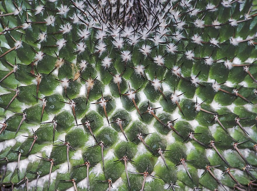 kaktus, struktura, vzorek, pronikavý, květ, rostlina, hrnkové