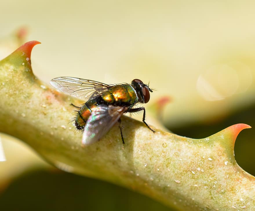 serangga, terbang, alam, makro, merapatkan, warna hijau, kuning, menanam, musim panas, lalat, lebah