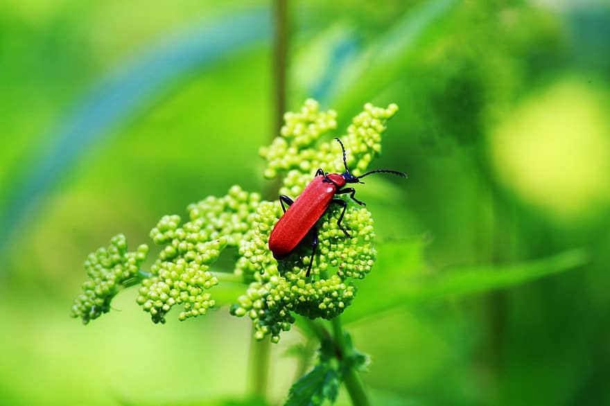 bille, rød bille, insekt, planter, grønne planter, Coleoptera, entomologi, flora, fauna, natur