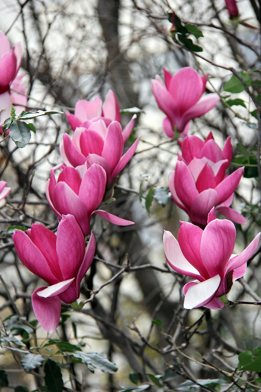 pohon, bunga-bunga, magnolia, musim semi, berbunga, menanam, berkembang, mekar, botani