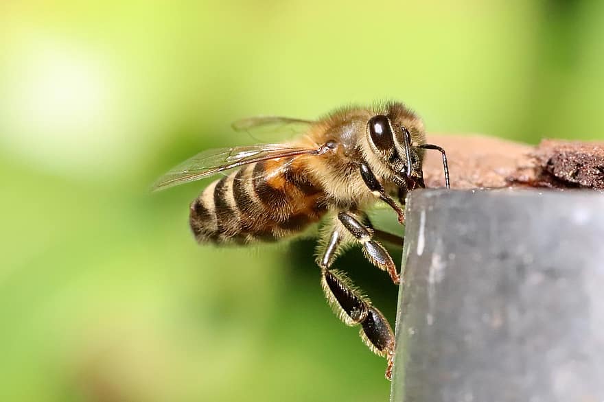 бджола, комаха, медоносна бджола, крило, тварина, боке
