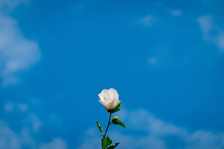 गुलाब का फूल, फूल, पौधा, सफेद गुलाब, सफ़ेद फूल, पंखुड़ियों, फूल का खिलना, पत्ते, प्रकृति, आकाश