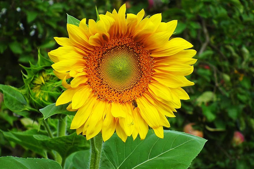 цвете, слънчоглед, жълт, разцвет, цвят, флора, цветарски, градинарство, ботаника, листа, листа от слънчоглед