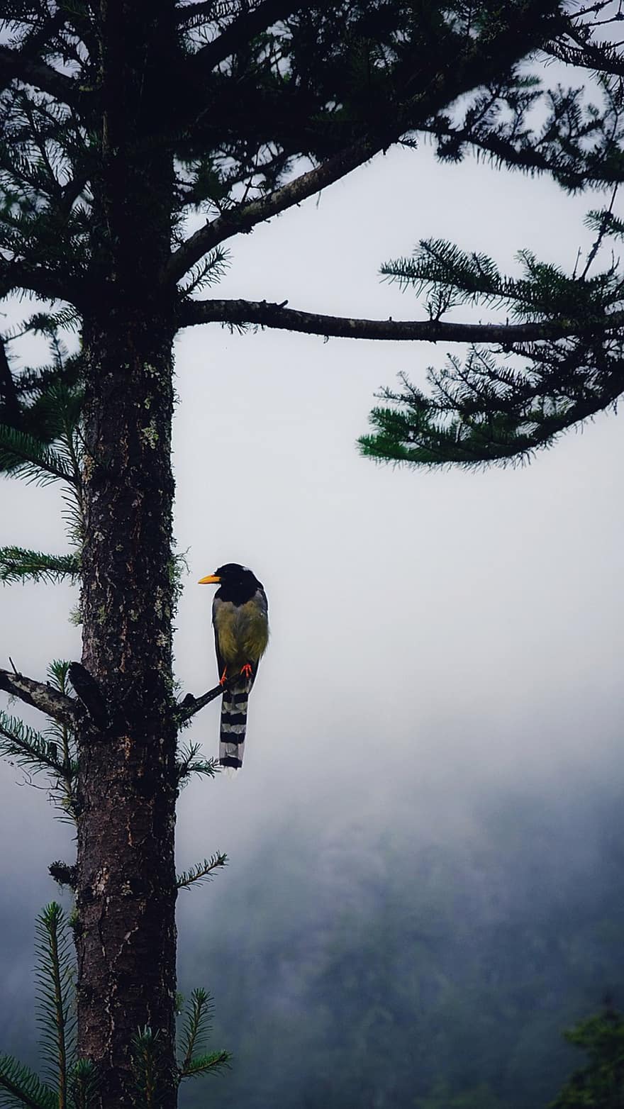 uccello, albero, nebbia, rami, arroccato, aviaria, pino, bhutan