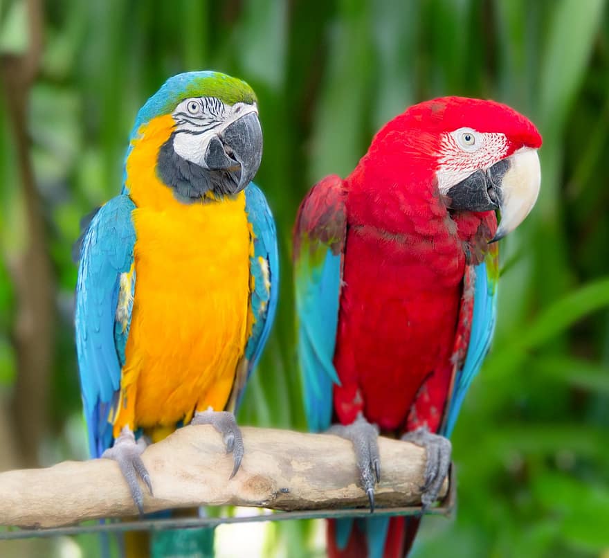 นก, นกแก้ว, นกมะคอ, นกวิทยา, สายพันธุ์, สัตว์, หลายสี, จะงอยปาก, สีน้ำเงิน, ขน, สีเหลือง