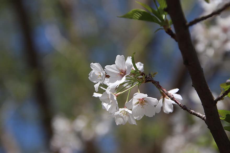 körsbärsblommor, blommor, blomstrande, blomning, vita blommor, sakura, flora, sakura träd, vår, vårsäsong, kronblad