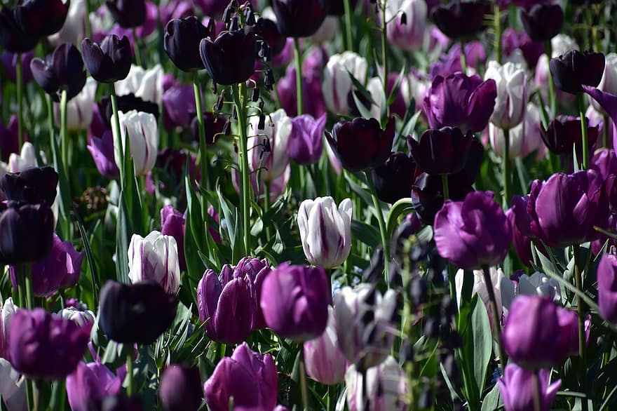 Hoa tulip, những bông hoa, cánh đồng, vườn, cánh hoa, hoa, hệ thực vật, cây, hoa tulip, bông hoa, màu tím