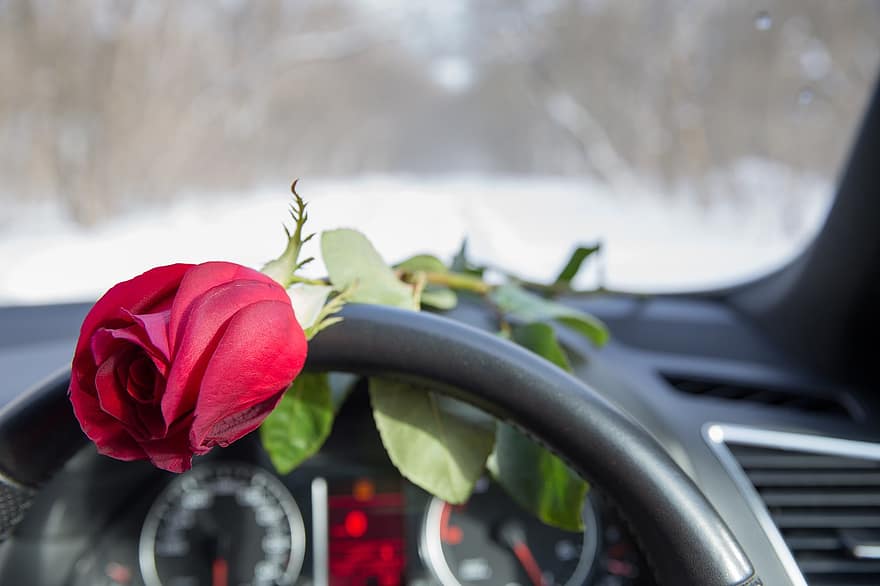 bloem, roos, ceremonie, bloeien, auto, detailopname, vervoer, het rijden, dag, fabriek, landvoertuig