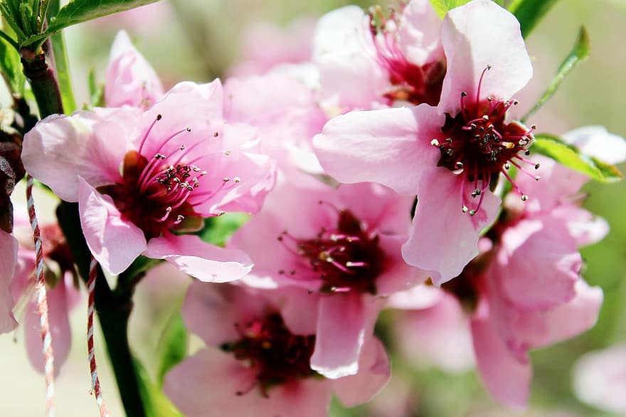 桃の花、フラワーズ、木、ピンクの花、枝、花びら、葉、咲く、フローラ、春、庭園