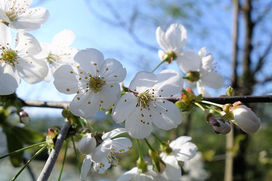 цветы, весна, белый, пестики, белые цветы, лепестки, белые лепестки, цветение, цвести, Флора, цветоводство