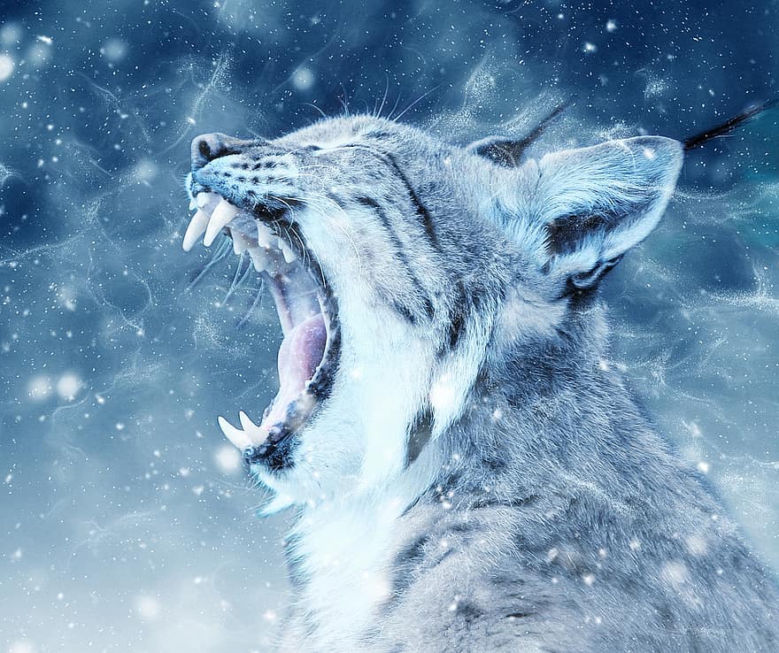 Lynx, Snow, Head, Bobcat, Animal, Art, Scrapbooking, Paper, Texture, Scrapbook, Decorative