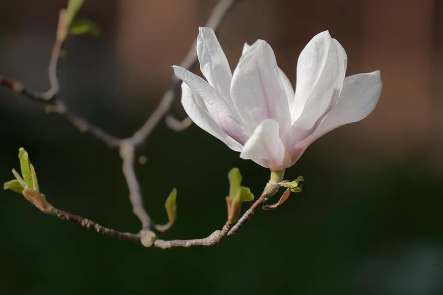 magnolia, fiore bianco, fiore di magnolia, fiorire, fioritura, fiore, albero di magnolia, primavera, avvicinamento, pianta, petalo