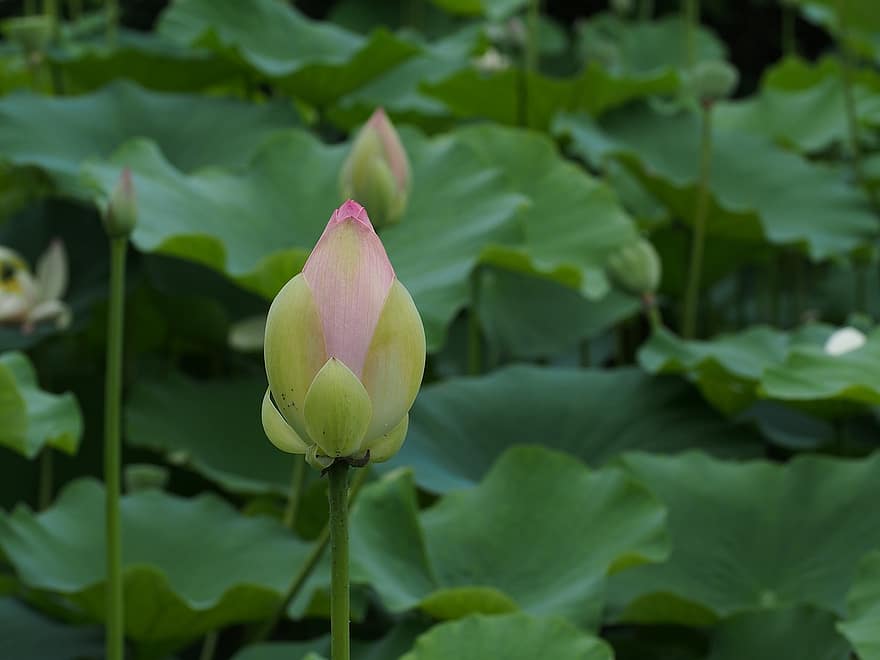 Lotus, Bud, Pond, Flower, Growth, Aquatic Plant, Macro, leaf, plant, flower head, petal