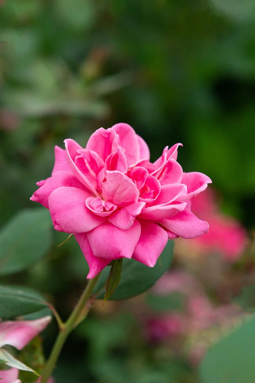Rose, Pink, Flower, Pink Rose, Pink Flower, Pink Petals, Rose Petals, Bloom, Blossom, Flora, Floriculture