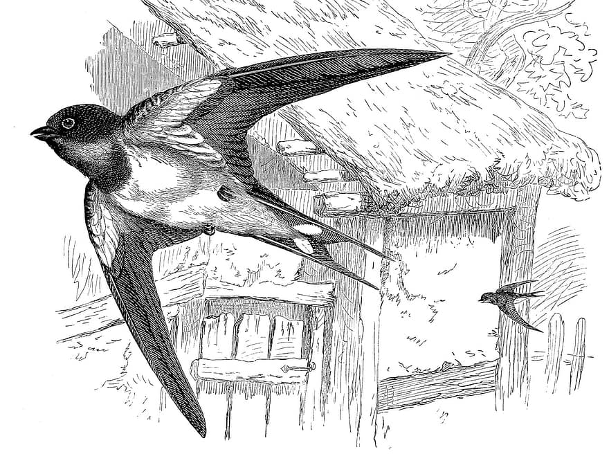 Swallow, Flying, Engraving, Bird, Wings, Animal, Flight, Wildlife, Nature, Vintage