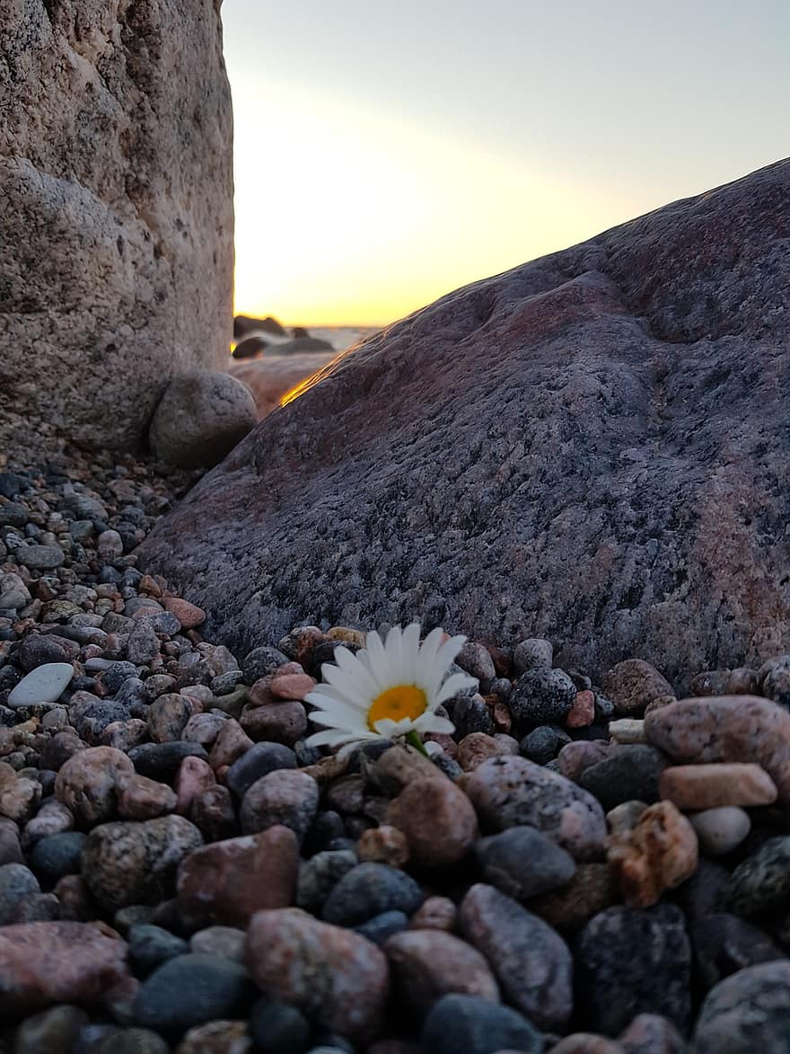 Flower, Rocks, Pebbles, Stones