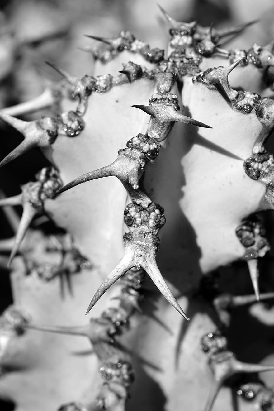 Cactus, Thorns, Plant, Succulent, Spines, Prickly, Nature, Closeup, black and white, close-up, thorn