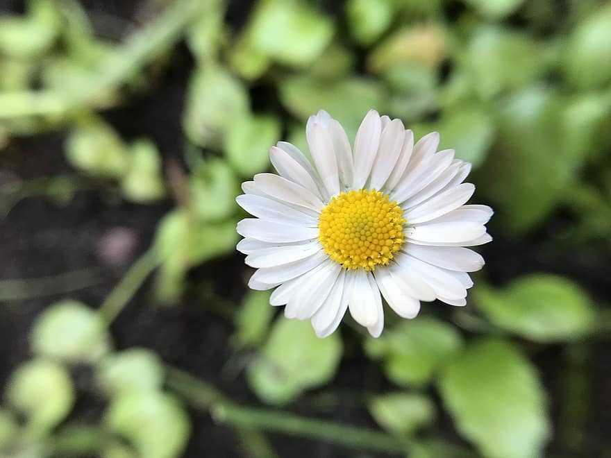 Blume, Margaret, Frühling, Natur