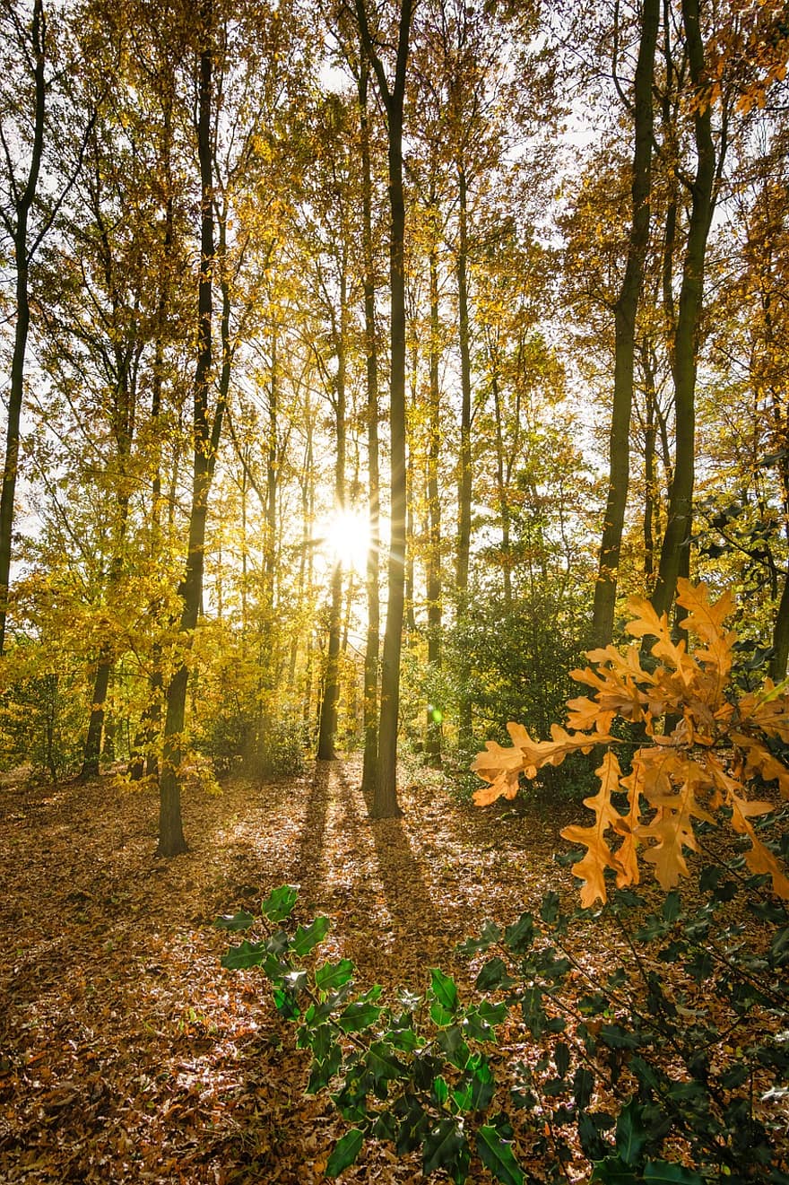 Herbst, fallen, Bäume, Herbstsonne, Waldspaziergang, Yorkshire, niedrige Sonne, Licht, idyllisch, ländlich, Landschaft