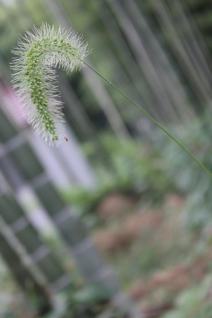 Horsetail Grass, Views, Background, Natural, Environment