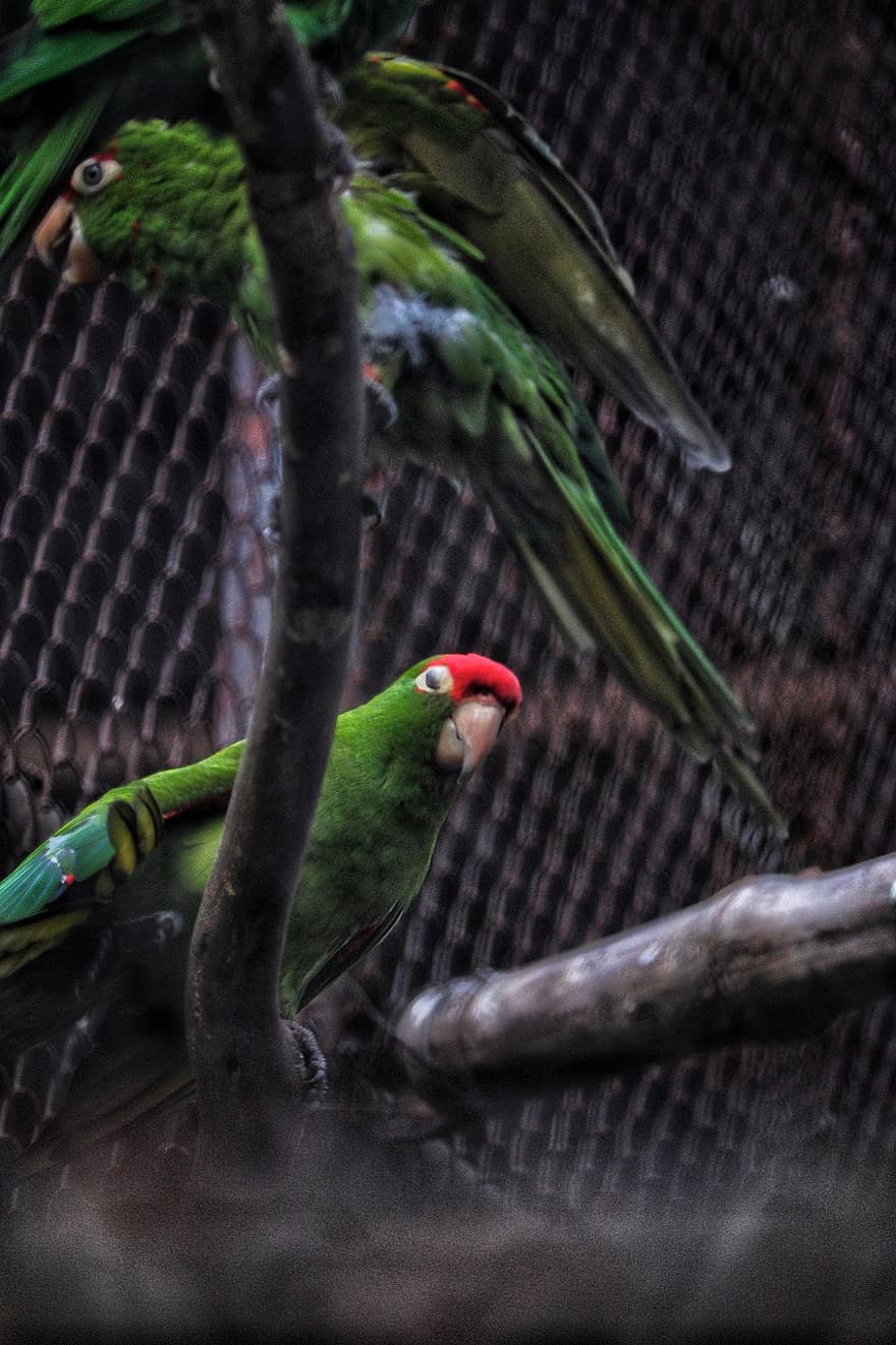 Parrot, Bird, Beak, Feathers, Plumage, Animal, feather, multi colored, animals in the wild, tropical climate, pets