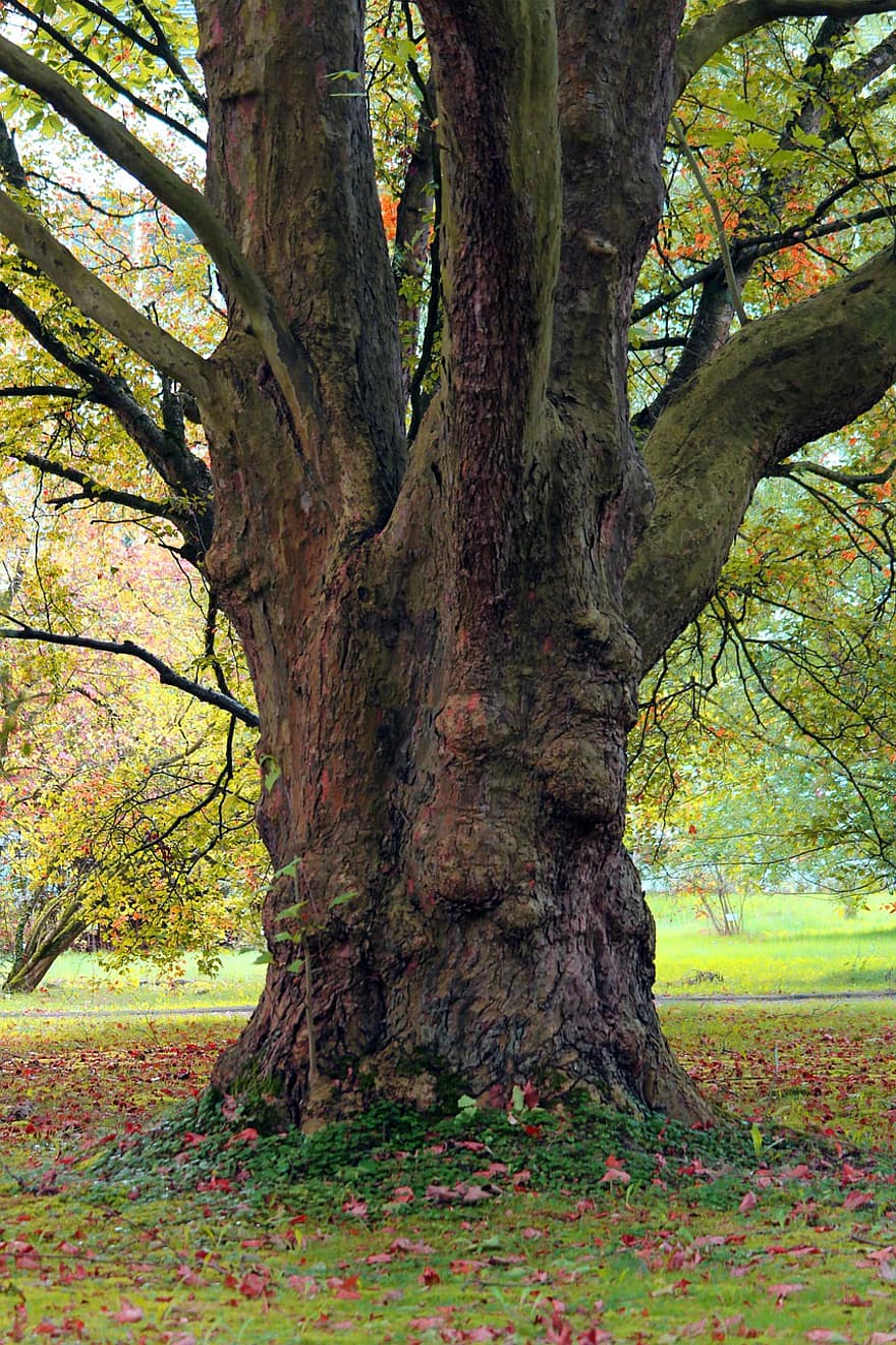 tree, trunk, fall