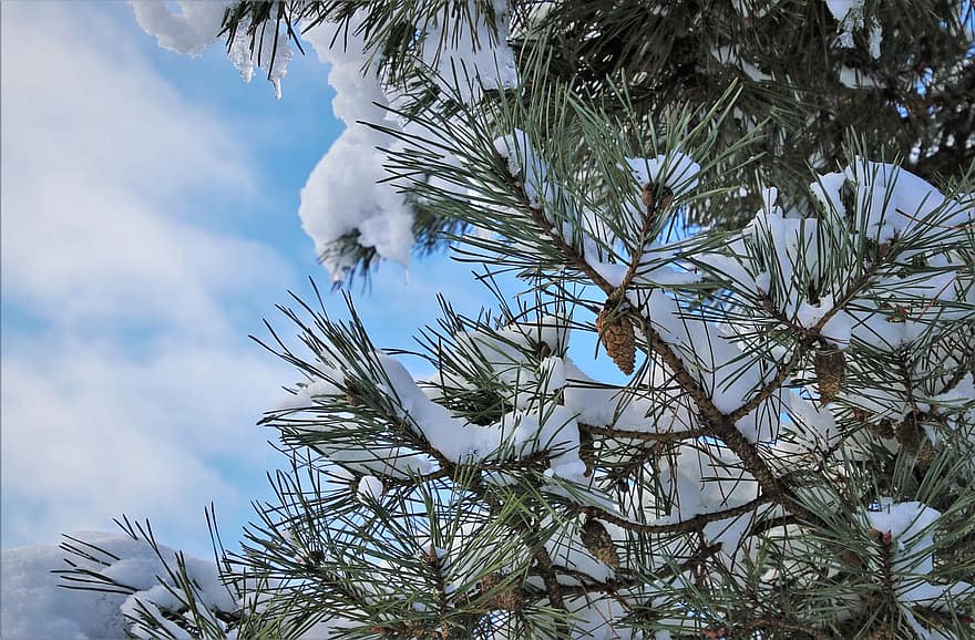 la neve, coni, brina, ramoscelli, albero di Natale, ghiacciato, abete, biel, Inverno Blu, avvicinamento, stagioni dell'anno