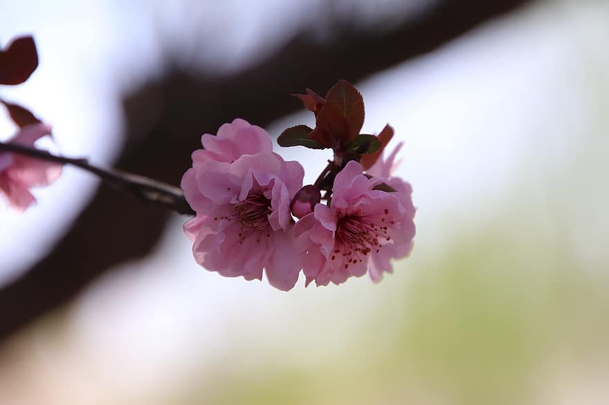 цветение персика, цветы, весна, персиковые цветы, розовые цветы, весенний цветок, цветение, цвести, ветка, персиковое дерево, дерево