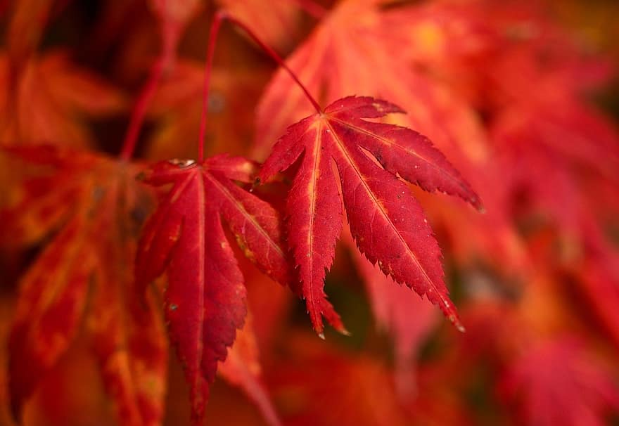 outono, folhas de bordo, árvore de bordo, folhagem, natureza