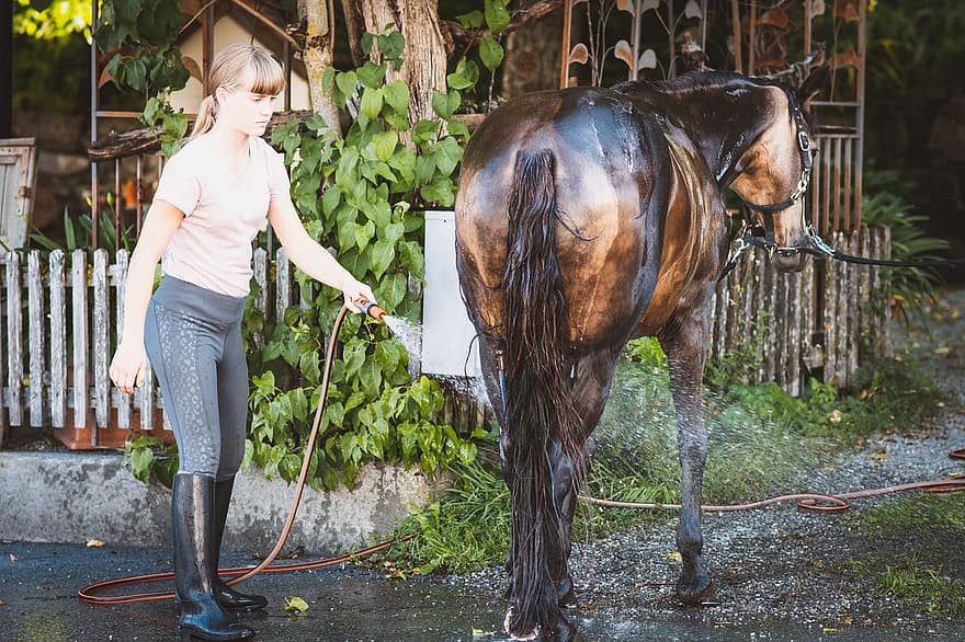 caballo, manguera de agua, lavar, poni, animal, equino, agua, niña, mujer, cuidado, cuidado de caballos