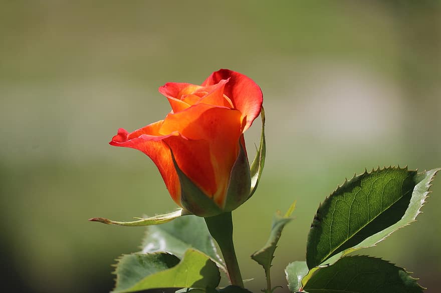 Rose, knop, kronblade, stilk, flora