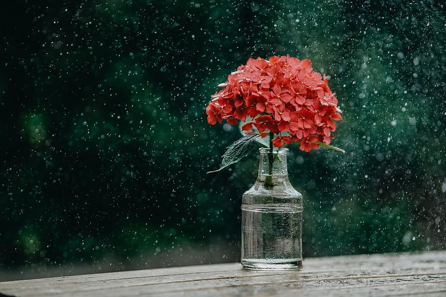 雨、花瓶、美しさ、フラワーズ、花、水、自然、春、雨滴、フローラ、ロマンチック
