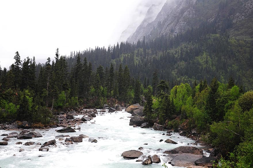 río, bosque, montaña, niebla, naturaleza, arboles, corriente, torrente, agua, rocas, escénico