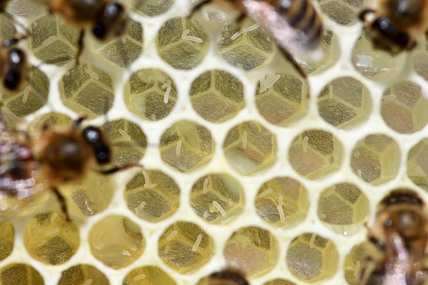 Biene, Bieneneier, Insekt, Honigbiene, Honig, Imker, Bienenzucht, Natur, carnica