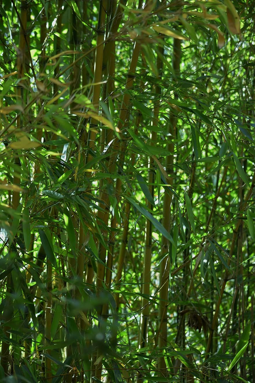 bambuko, lapai, parkas, žolė, lapija, dykumoje, miškas