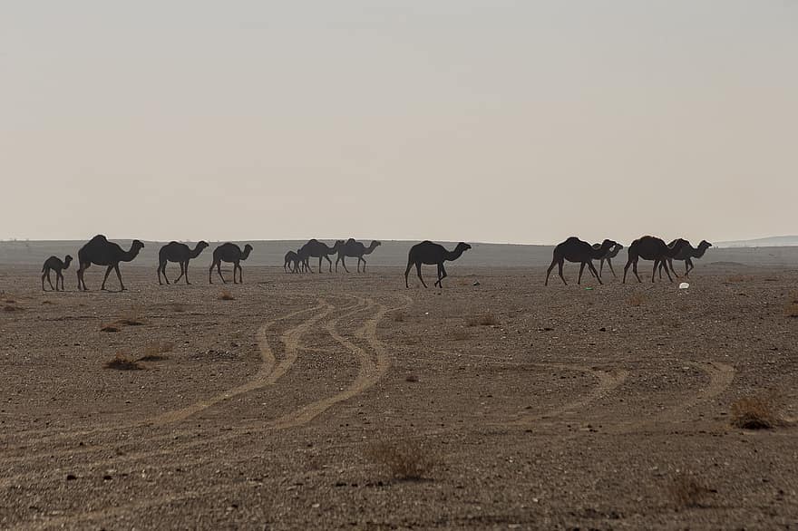 les chameaux, Désert de Maranjab, Iran, désert, attraction touristique, animaux, tourisme, Voyage, la nature