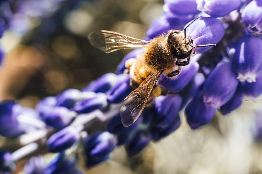 蜂、昆虫、花、アンテナ、翼、蜜、春、紫色の花、工場、庭園、自然