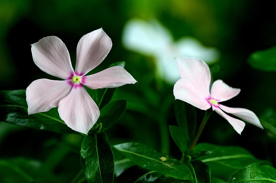 एक प्रकार की वनस्पति, फूल, सफ़ेद फूल, पत्ते, पंखुड़ियों, सफेद पंखुड़ी, फूल का खिलना, खिलना, पौधों, वनस्पति