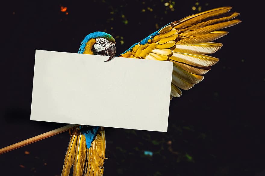 papağan, Mektup Defteri, Not, yazmak, gaga, ornitoloji, tüy, kuş, kanatlar, tebrik kartı, iletişim